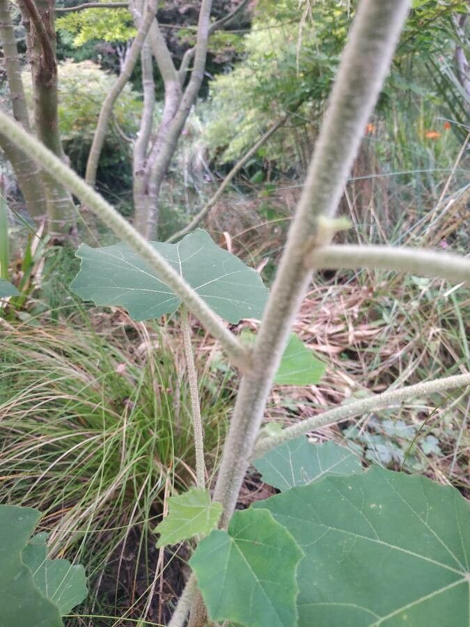 Phymosia umbellata bark