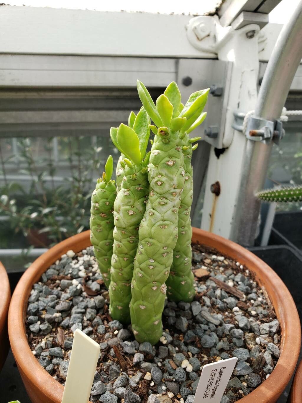 Euphorbia lugardiae habit