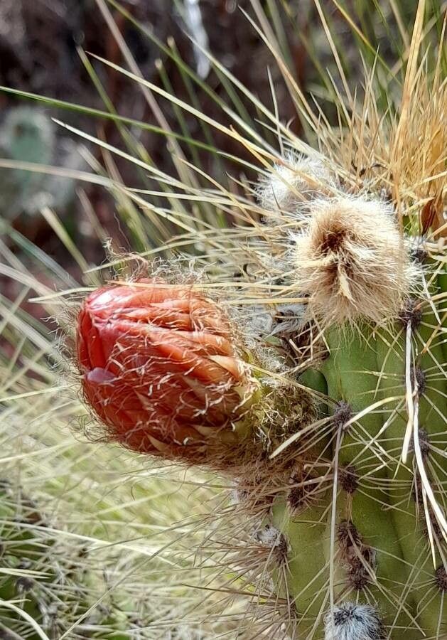 Echinopsis huascha flower