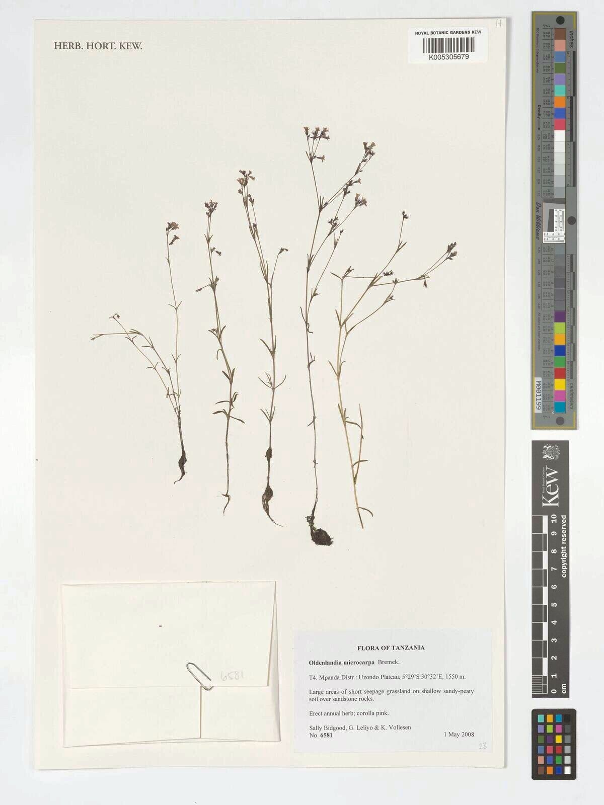 Oldenlandia microcarpa — houseplant care guide