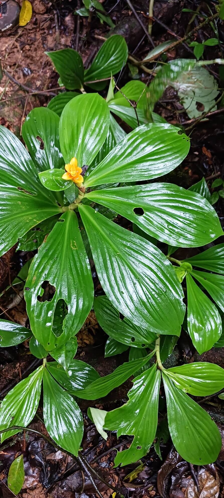 Chamaecostus curcumoides — related species from the same genus