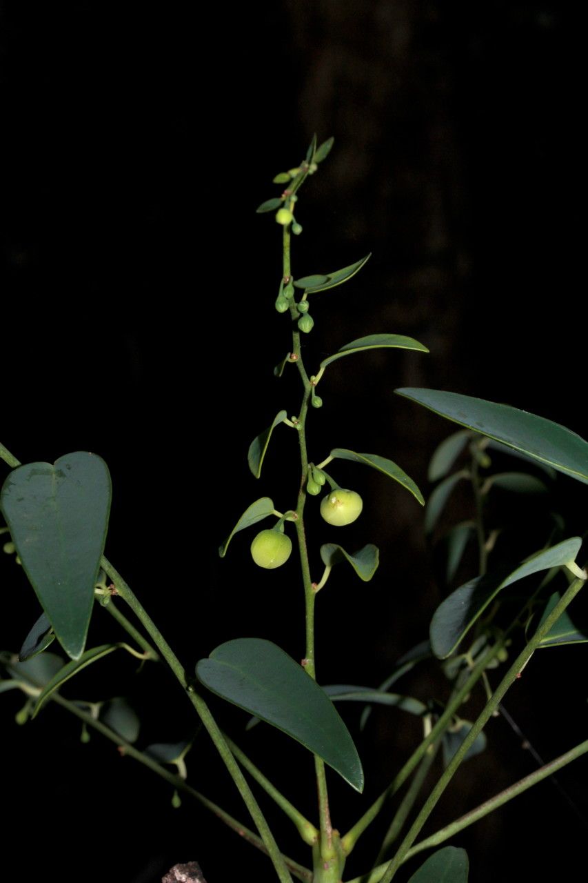 Phyllanthus serpentinus habit