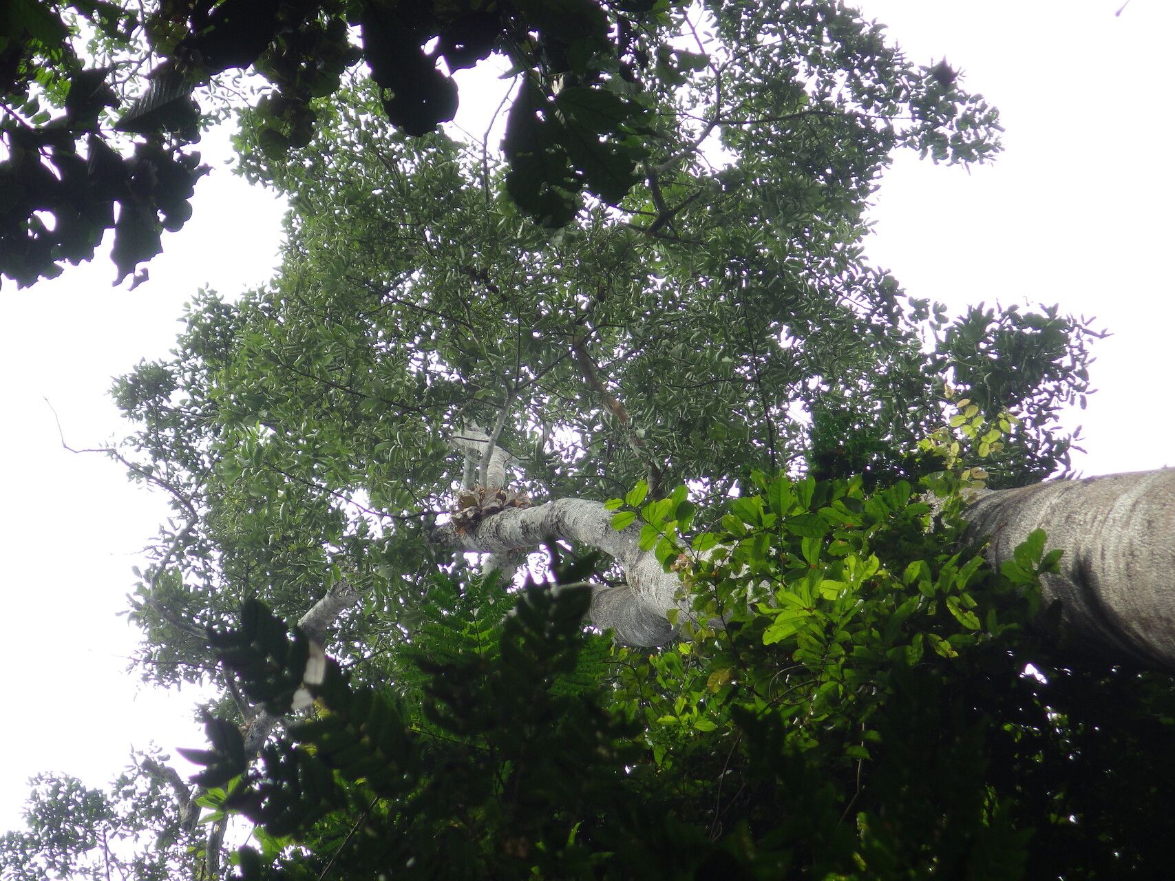 Pterocarpus mildbraedii habit