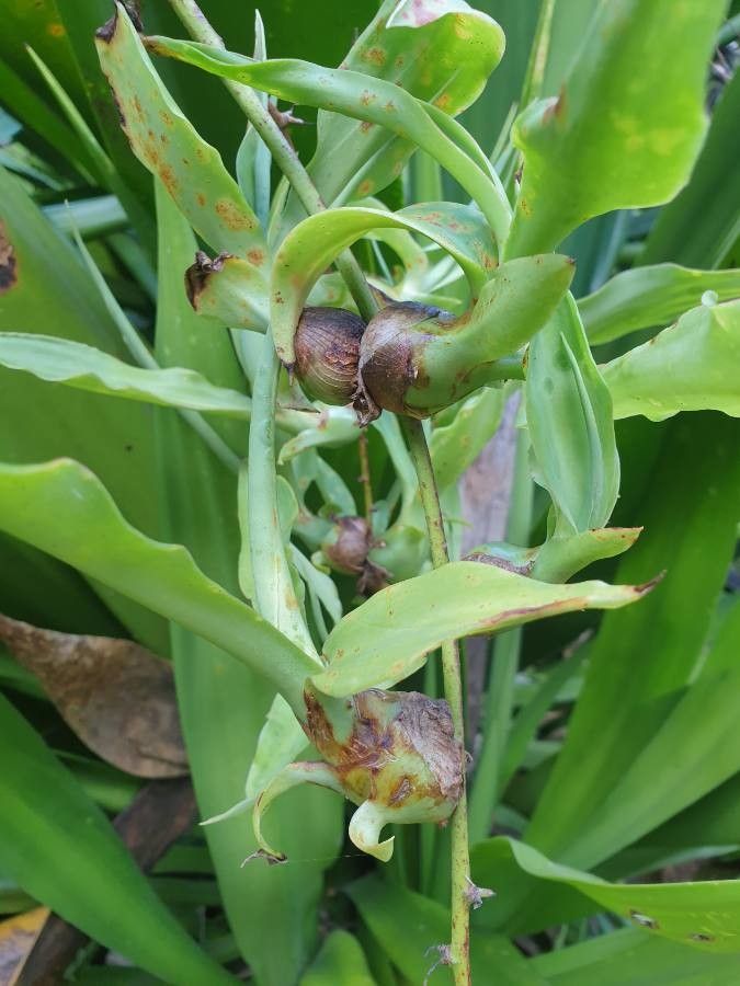 Furcraea foetida fruit