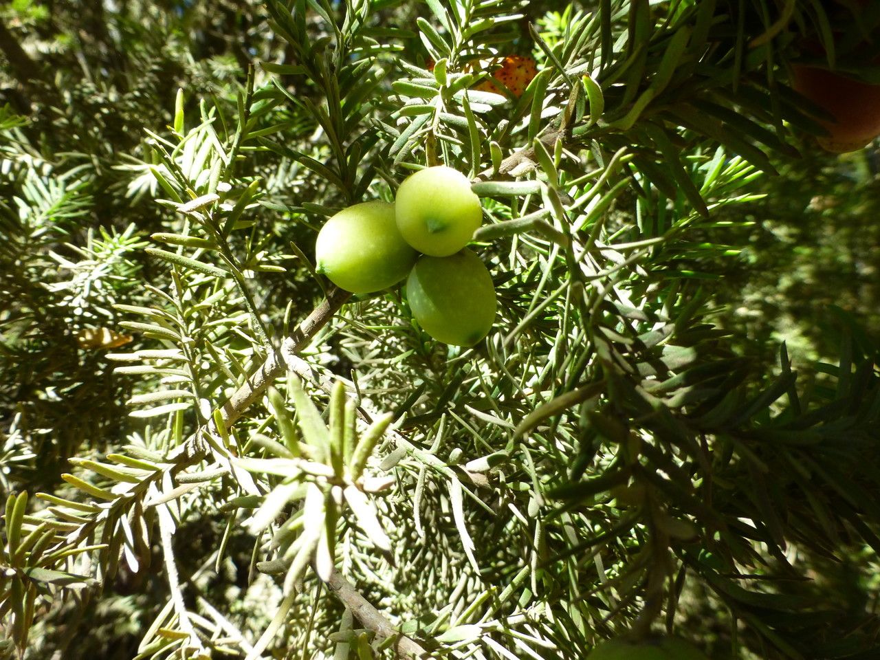 Prumnopitys andina fruit