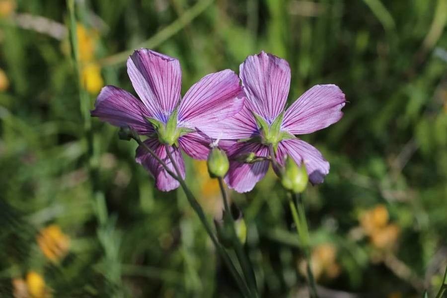 Linum hologynum other