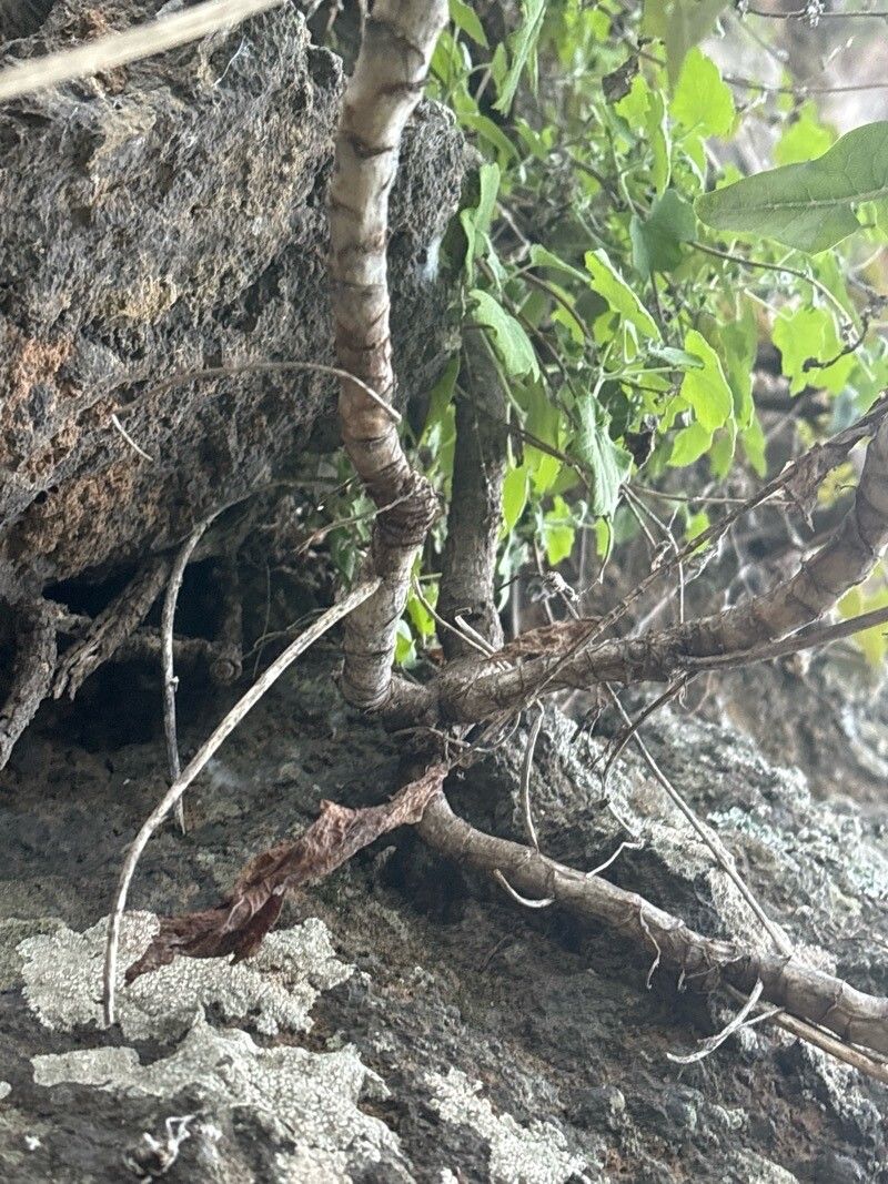 Sonchus gummifer bark