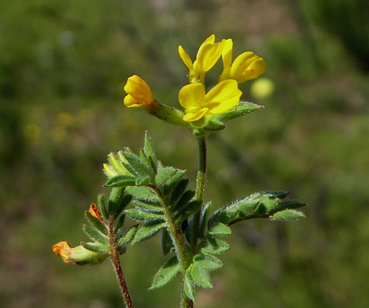 Ornithopus compressus flower