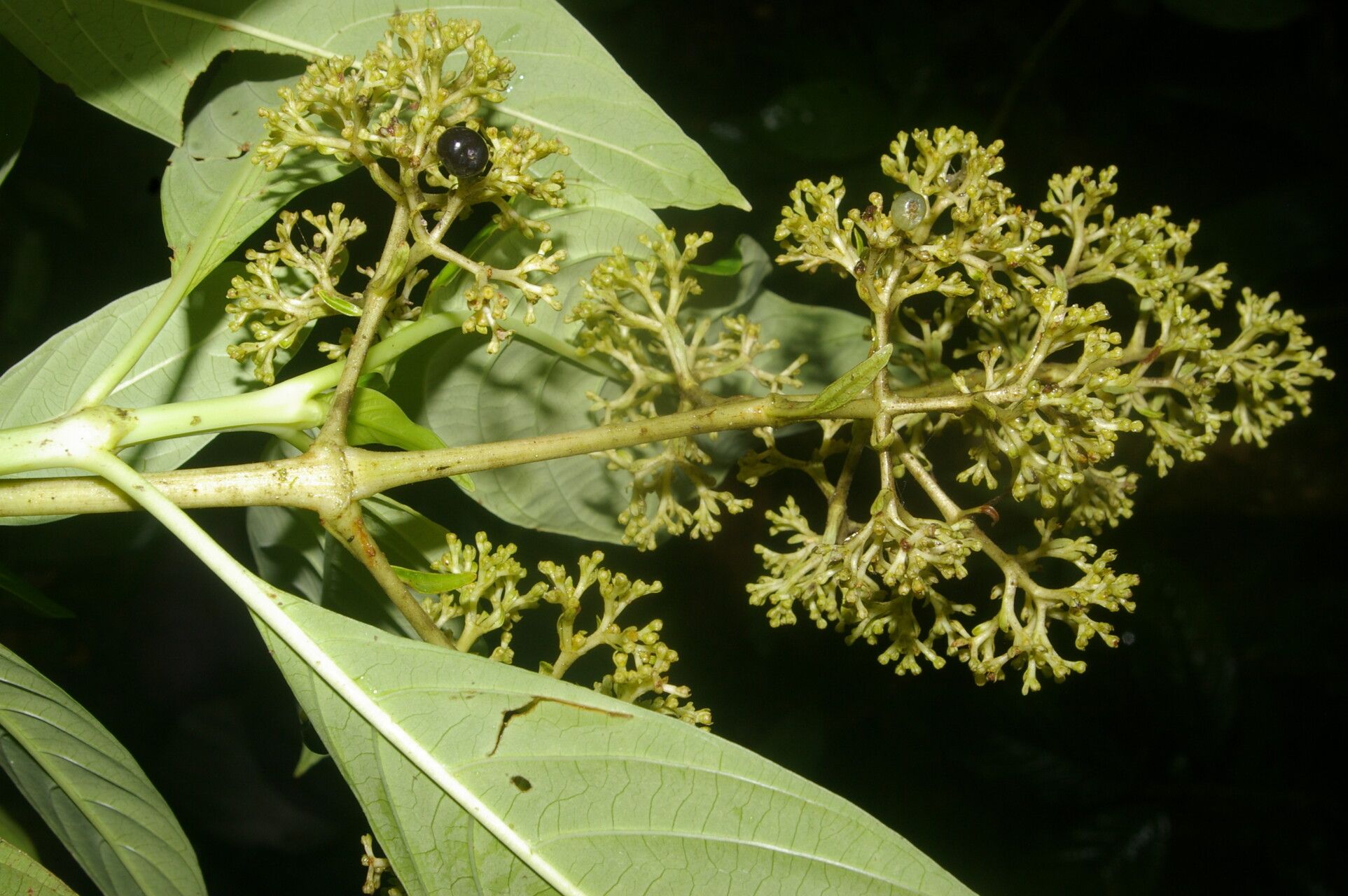 Psychotria berteroana flower