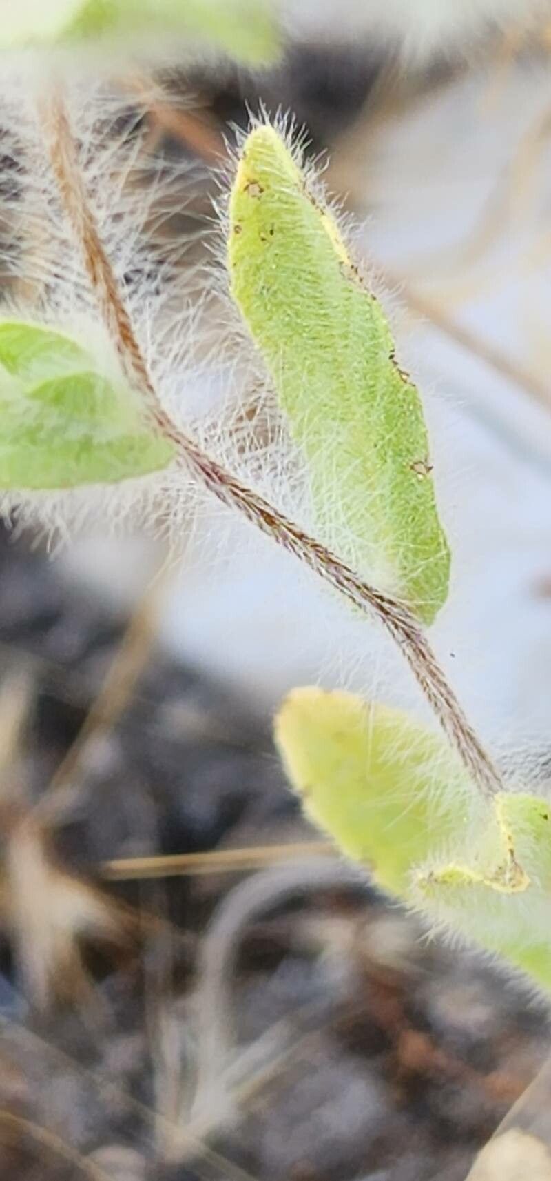 Pentanema divaricatum bark