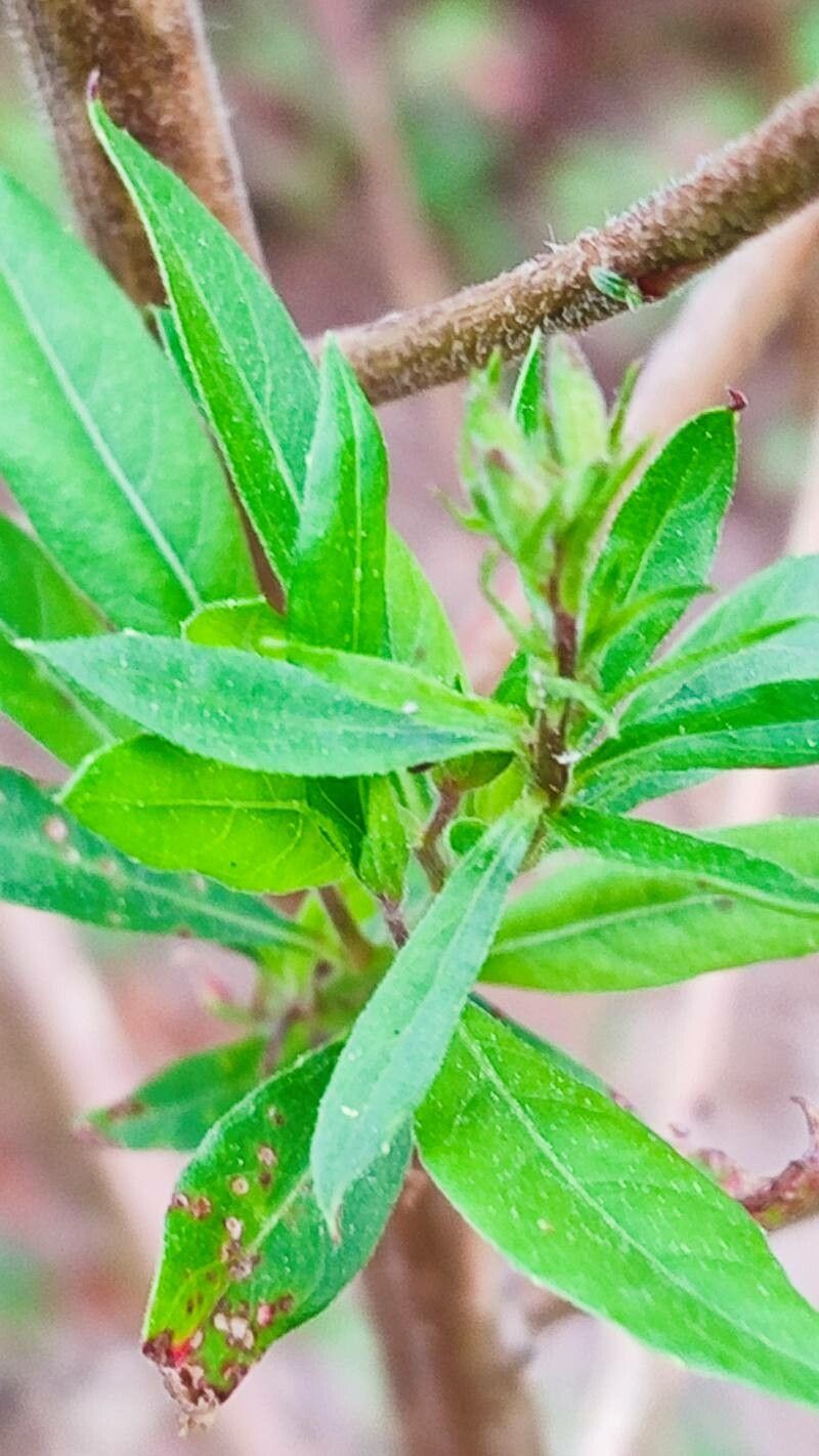 Oenothera filiformis — search result for 'Oenothera'
