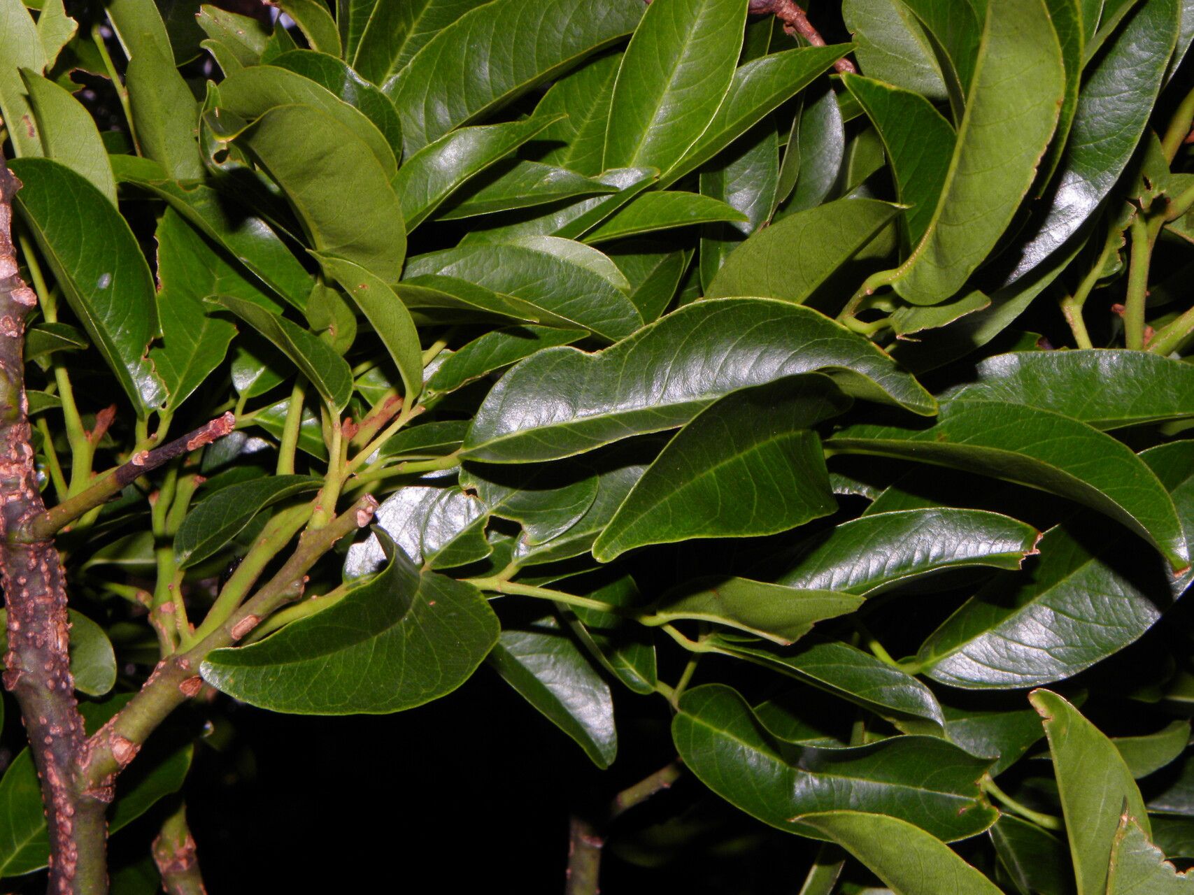 Ormosia cruenta — search result for 'Costa Rica'