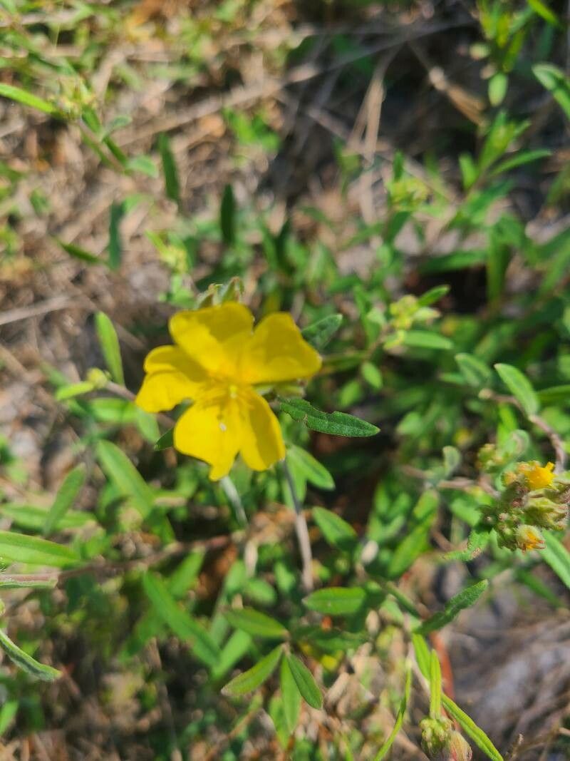 Crocanthemum corymbosum flower