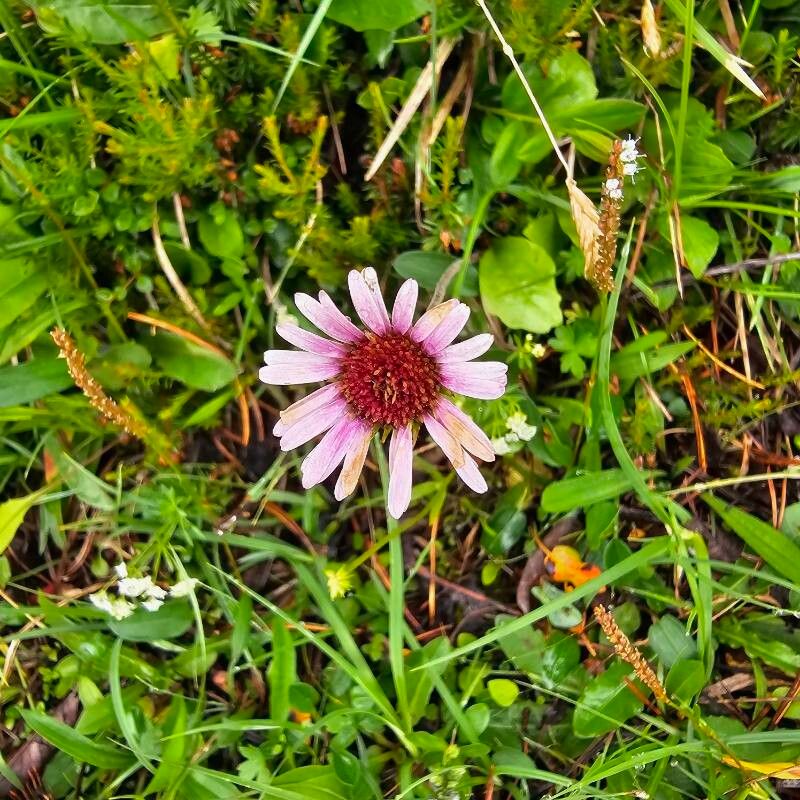 Aster bellidiastrum flower