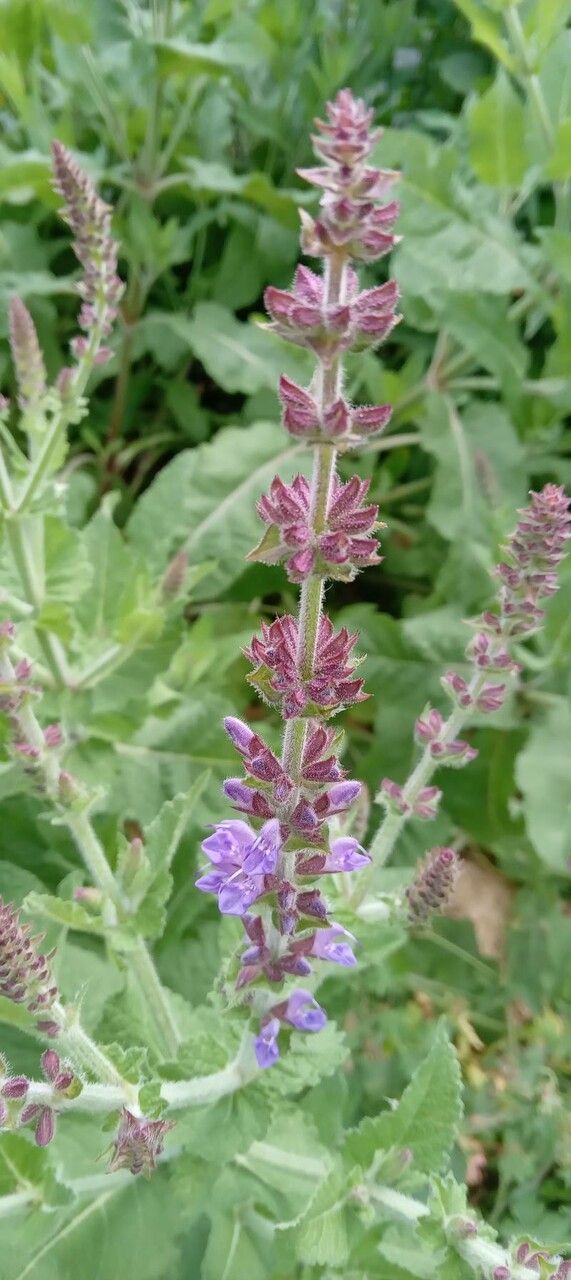 Salvia x superba flower