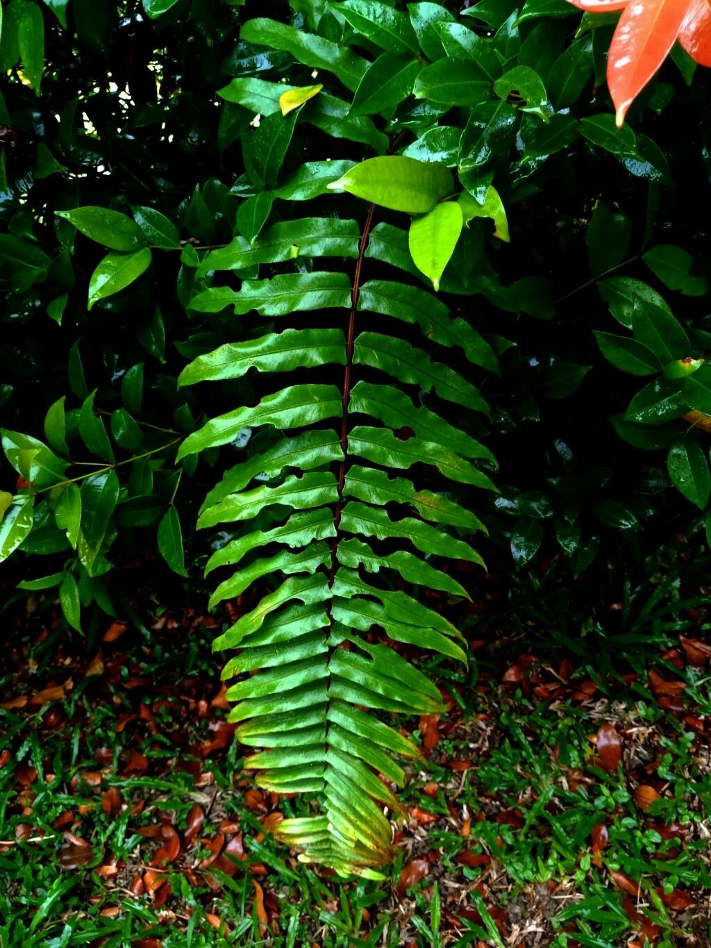 Alsophila podophylla — houseplant care guide