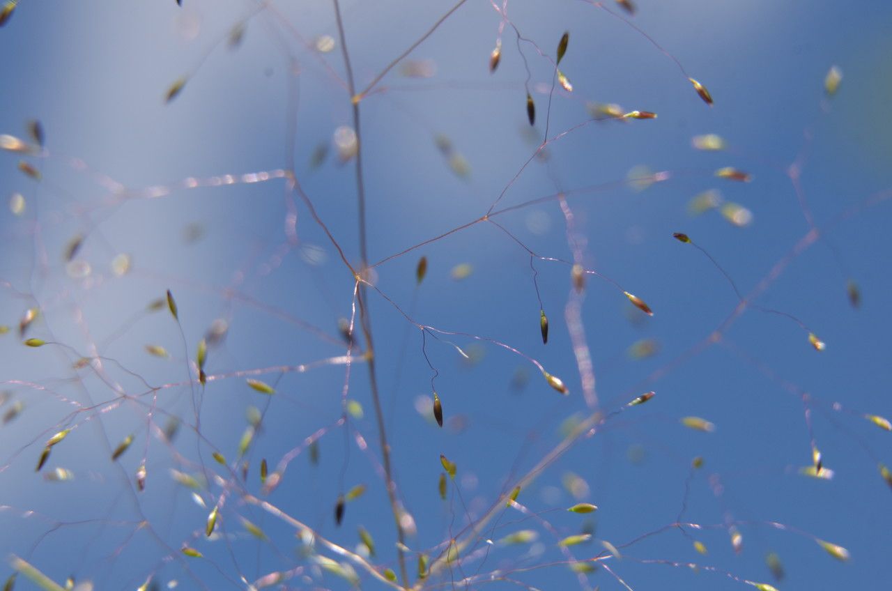 Aira elegantissima fruit
