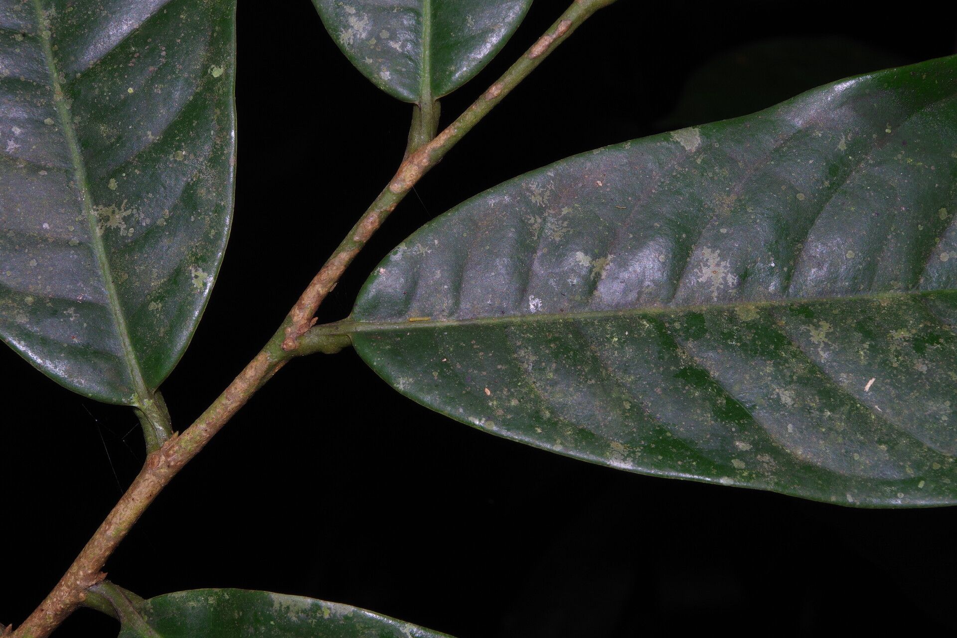 Uvariodendron molundense leaf