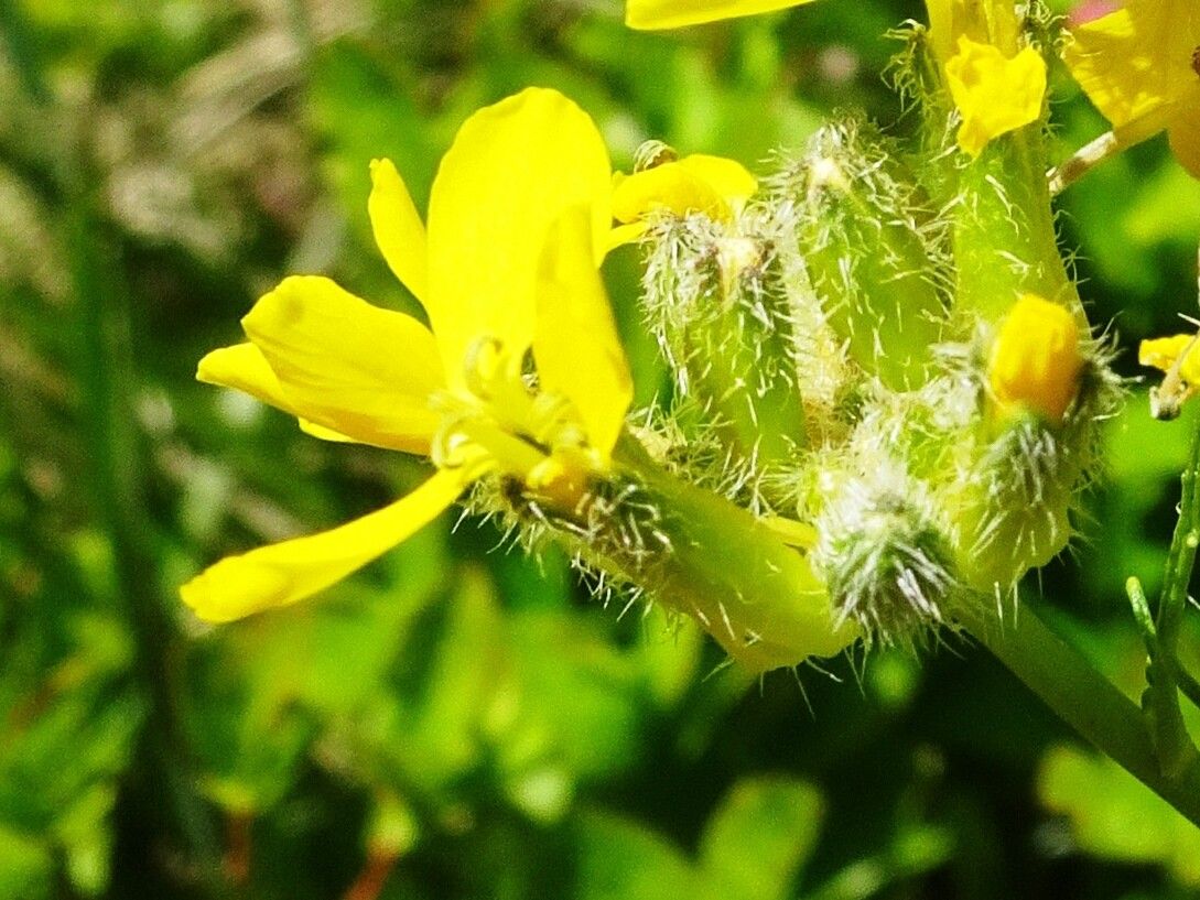 Sisymbrium austriacum flower