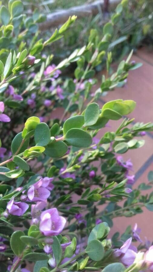 Boronia crenulata — search result for 'Rutaceae'