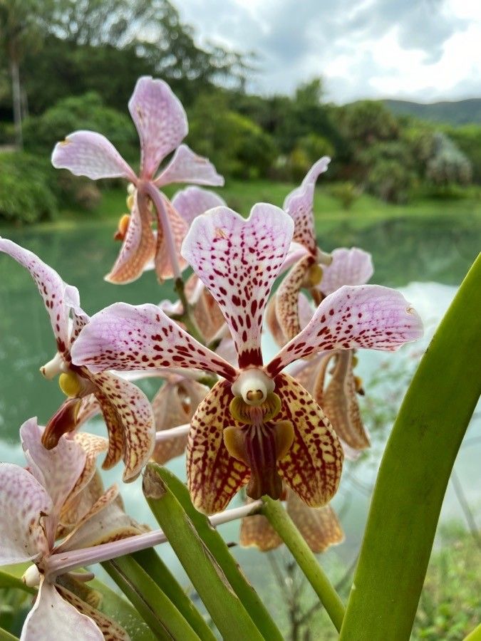 Vanda tricolor flower