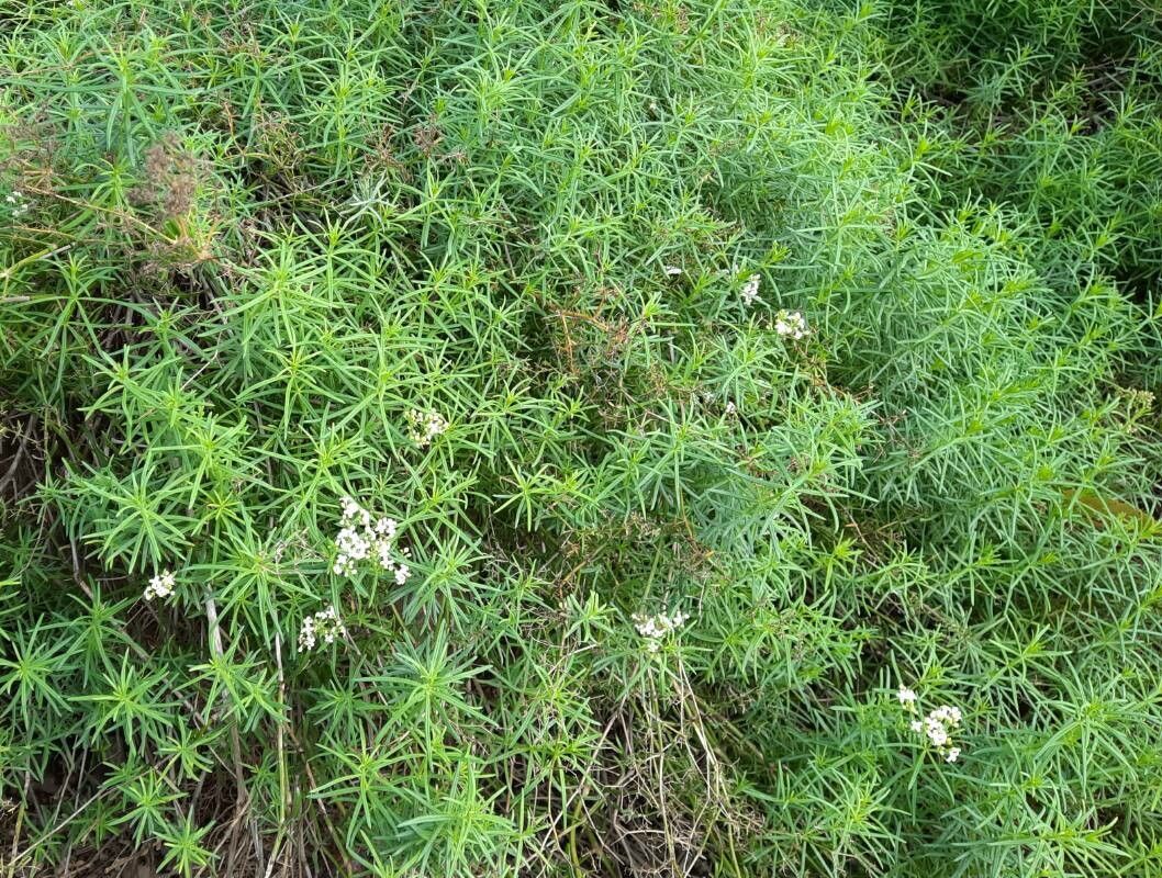 Galium friedrichii habit