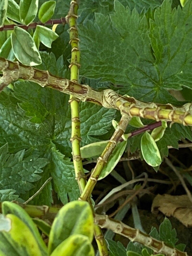 Hebe franciscana bark