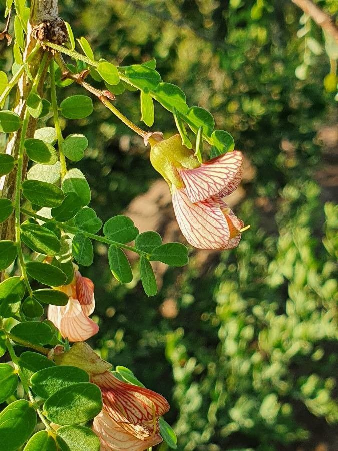 Ormocarpum kirkii flower