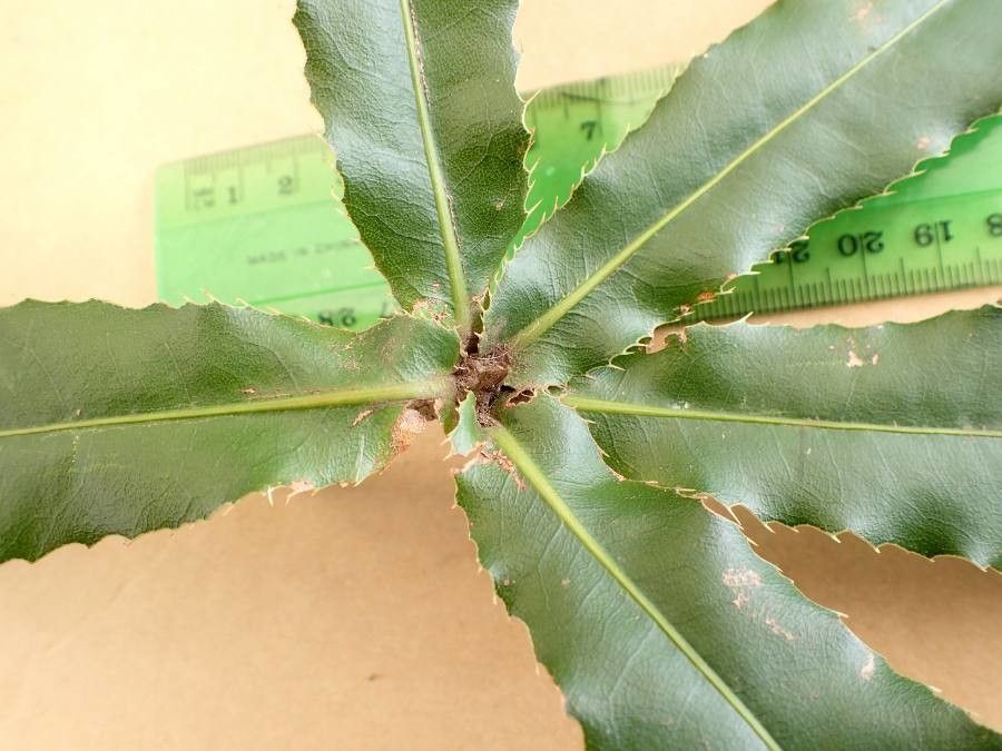 Macadamia tetraphylla — search result for 'Proteaceae'