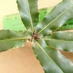 Macadamia tetraphylla