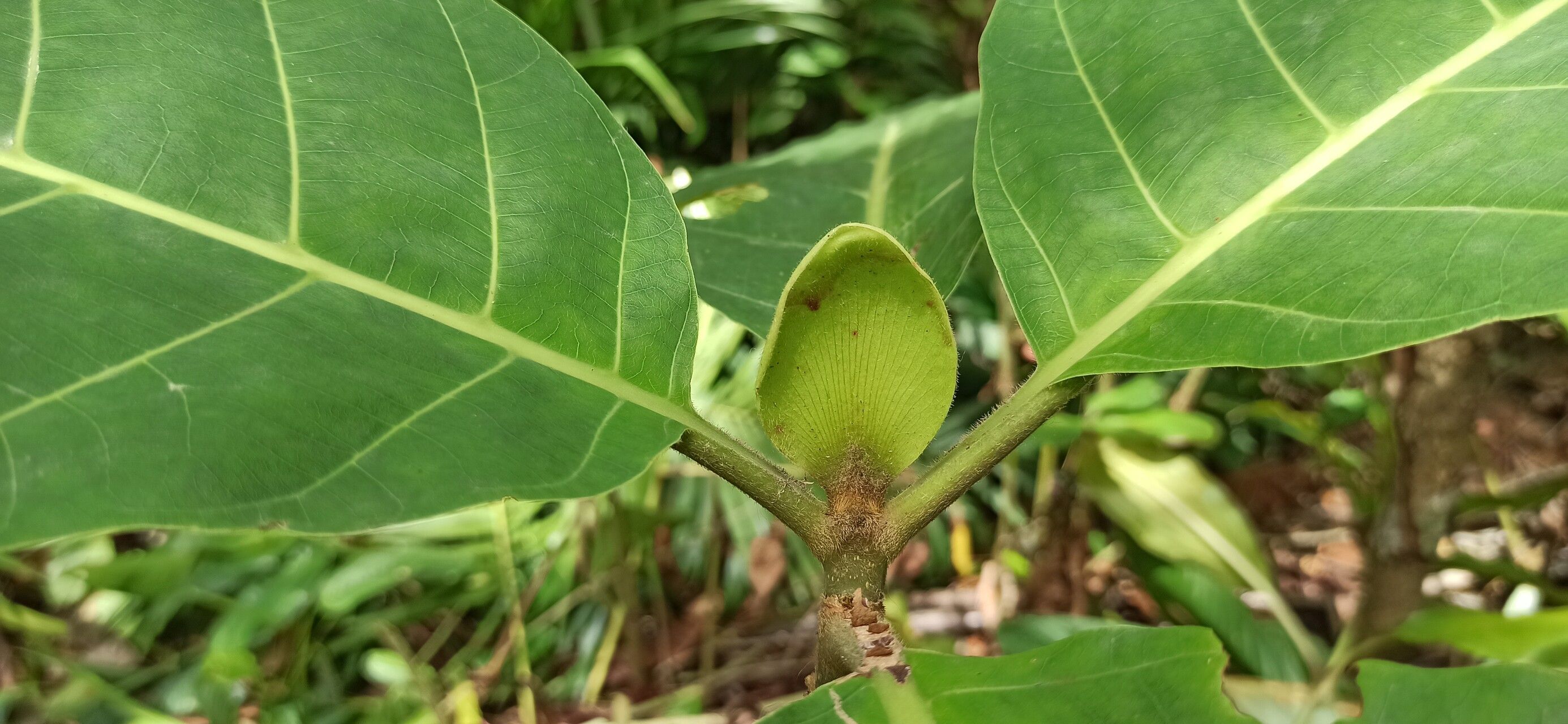 Mitragyna stipulosa other