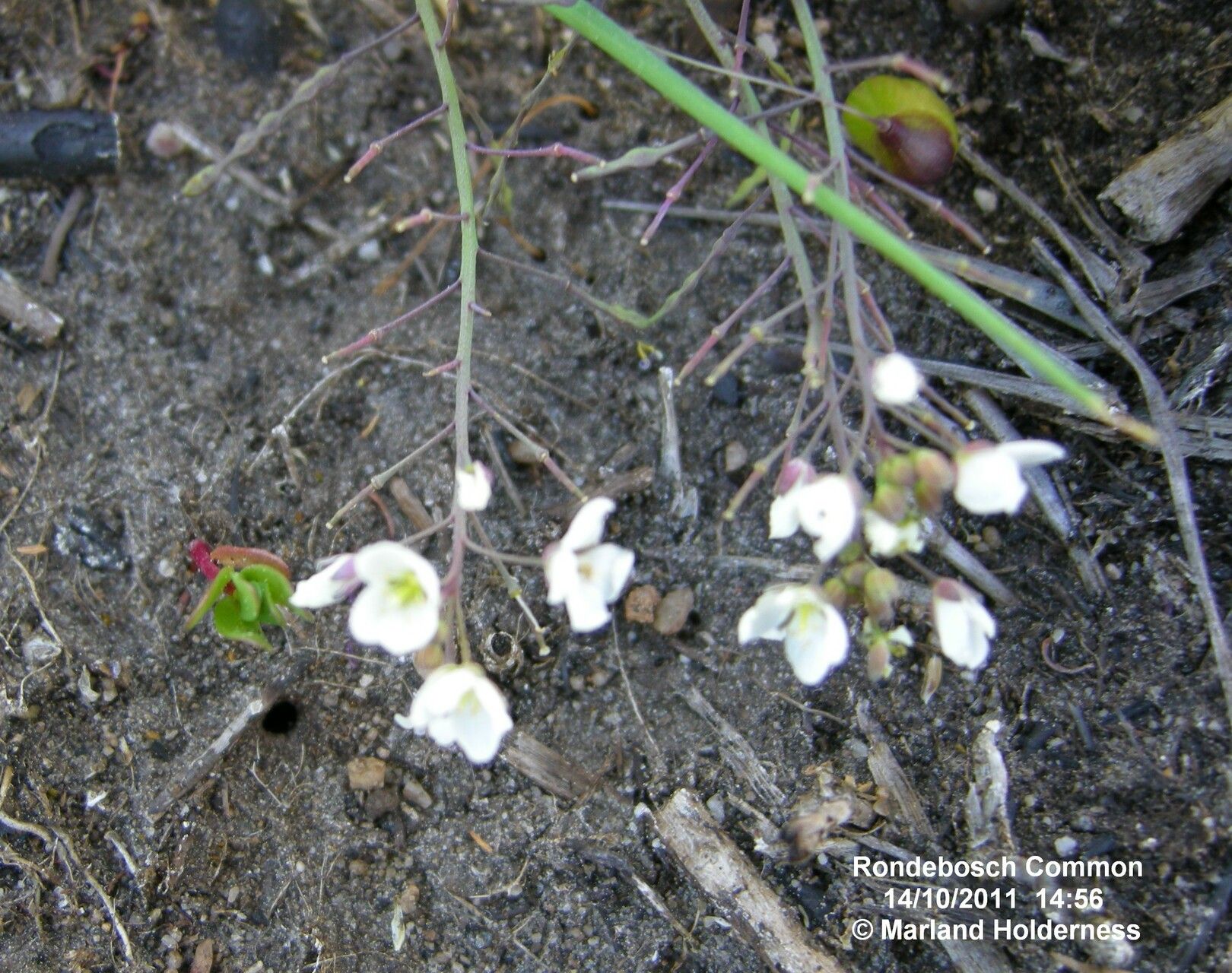 Heliophila pusilla fruit