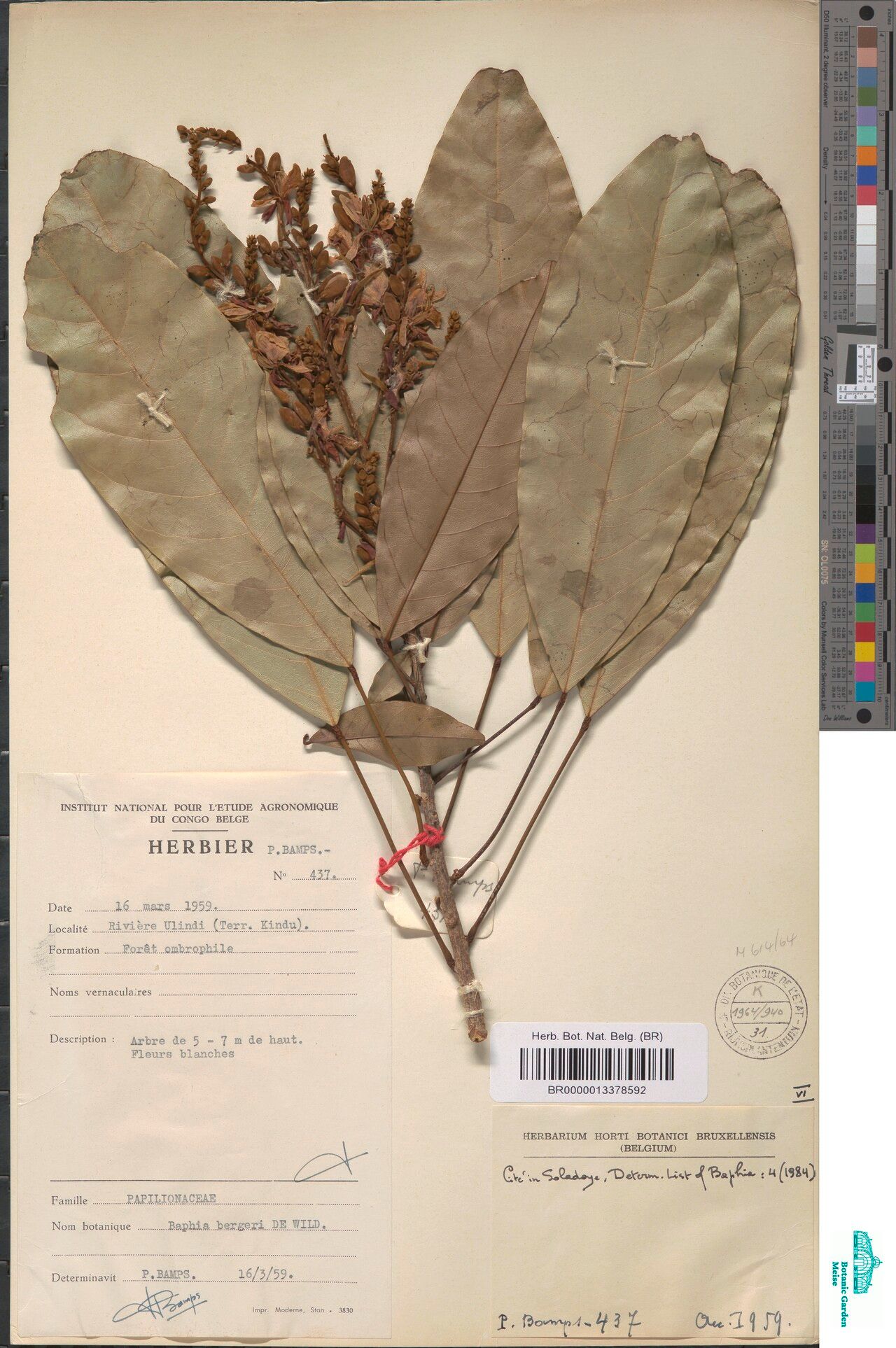 Baphia bergeri — related species from the same genus