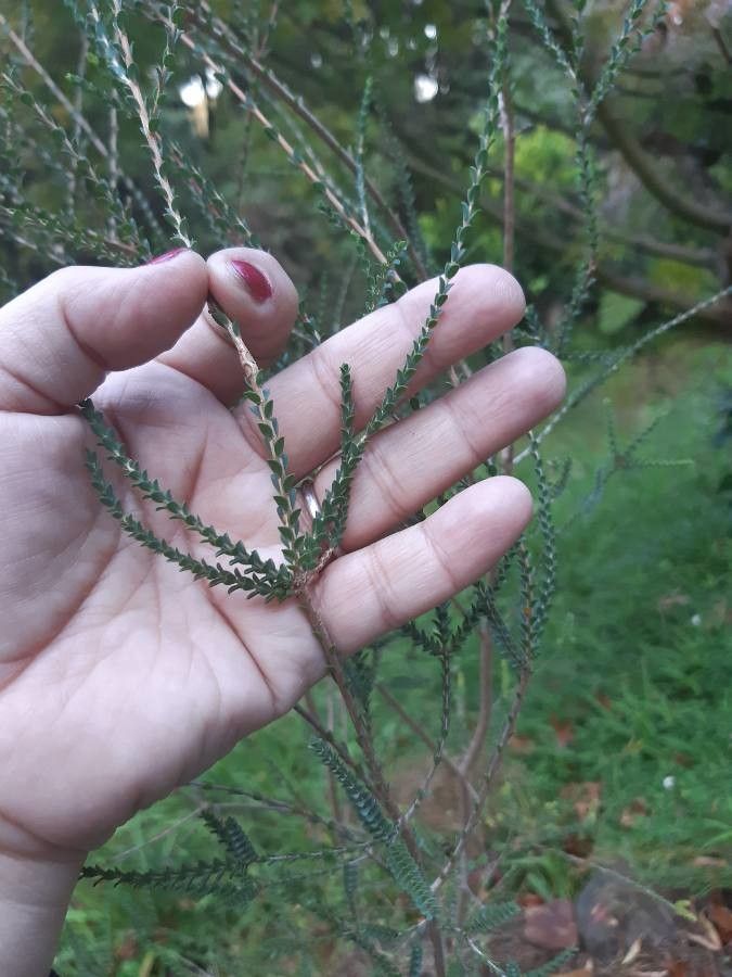 Melaleuca huegelii — search result for 'Melaleuca'