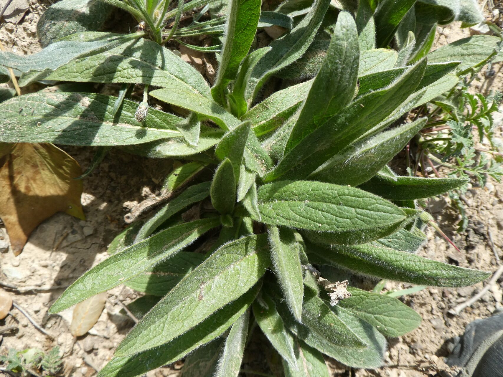 Pentanema helenioides — houseplant care guide