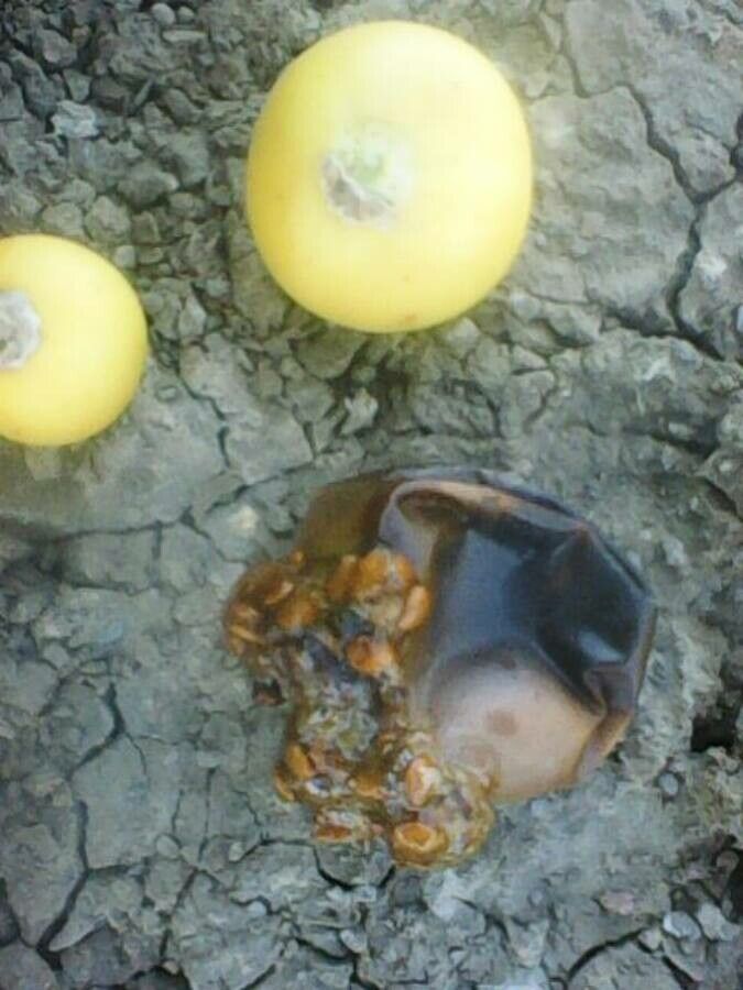Solanum sodomaeum fruit