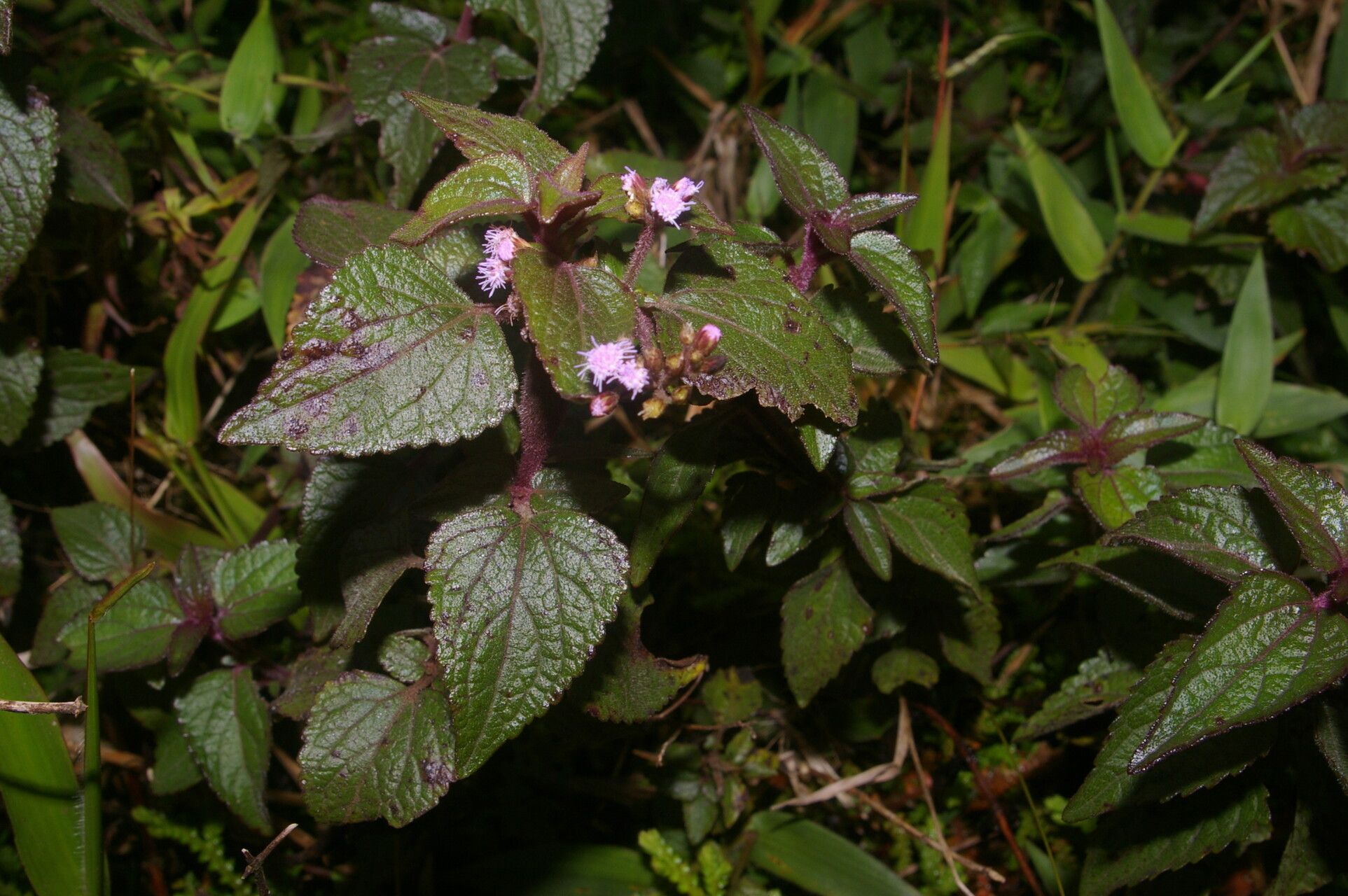 Fleischmannia pratensis — houseplant care guide