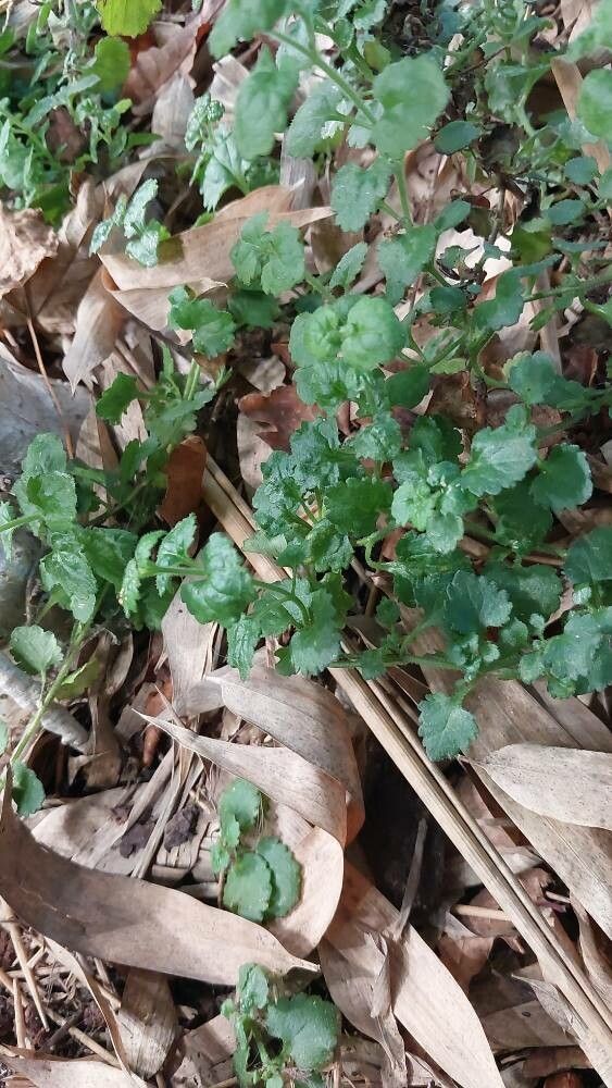 Oxalis depressa — search result for 'Oxalis'