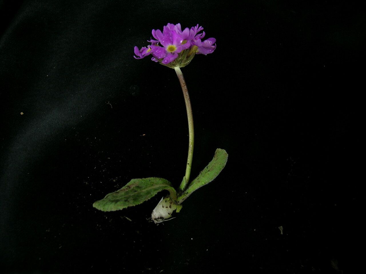 Primula atrodentata habit