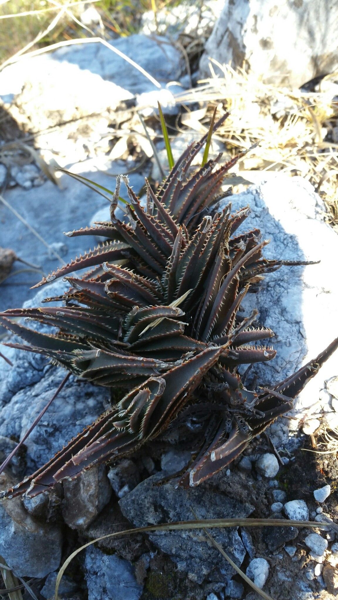 Aloe calcairophila habit