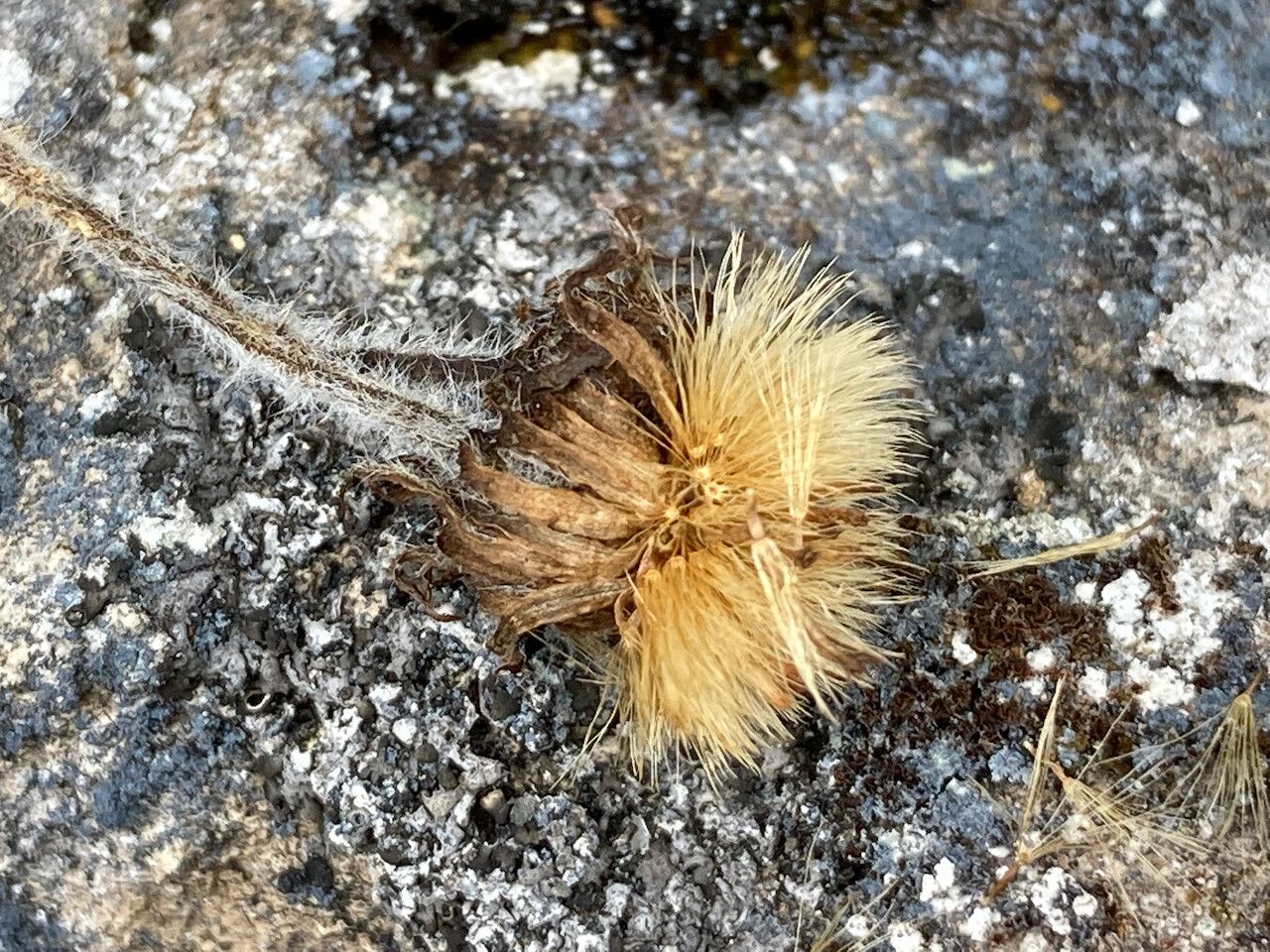 Erigeron chionophilus fruit