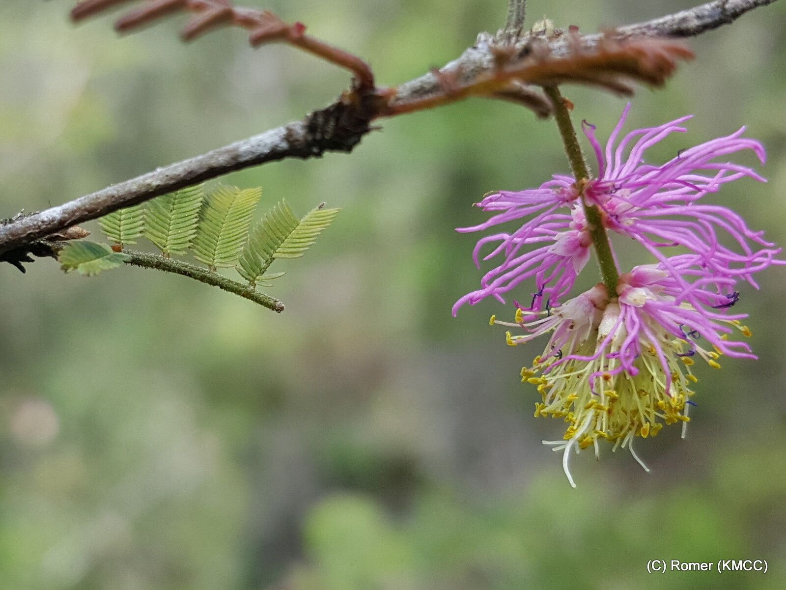 Dichrostachys tenuifolia flower