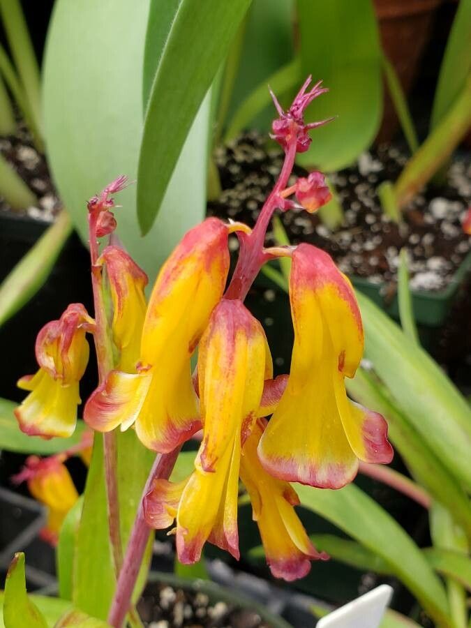 Lachenalia aloides flower