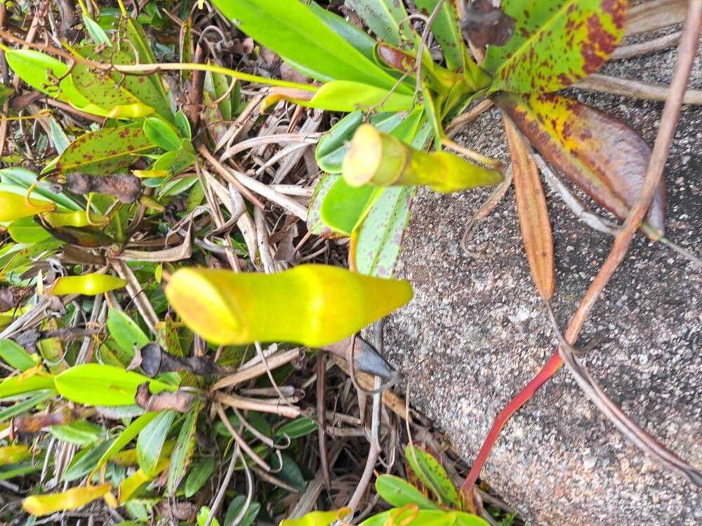 Nepenthes pervillei other