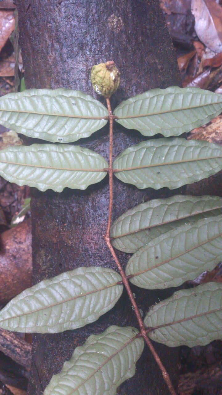 Eugenia earthiana leaf