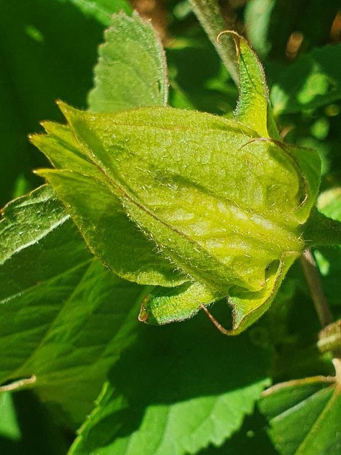 Hibiscus calyphyllus fruit
