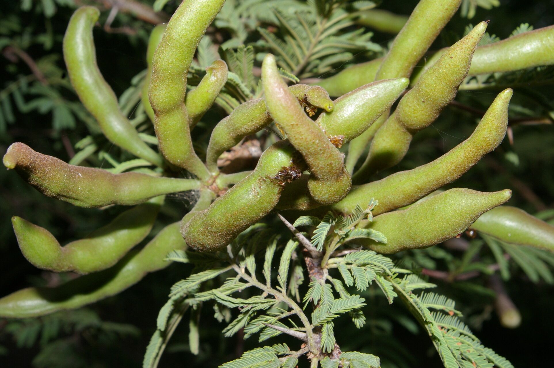 Vachellia guanacastensis fruit