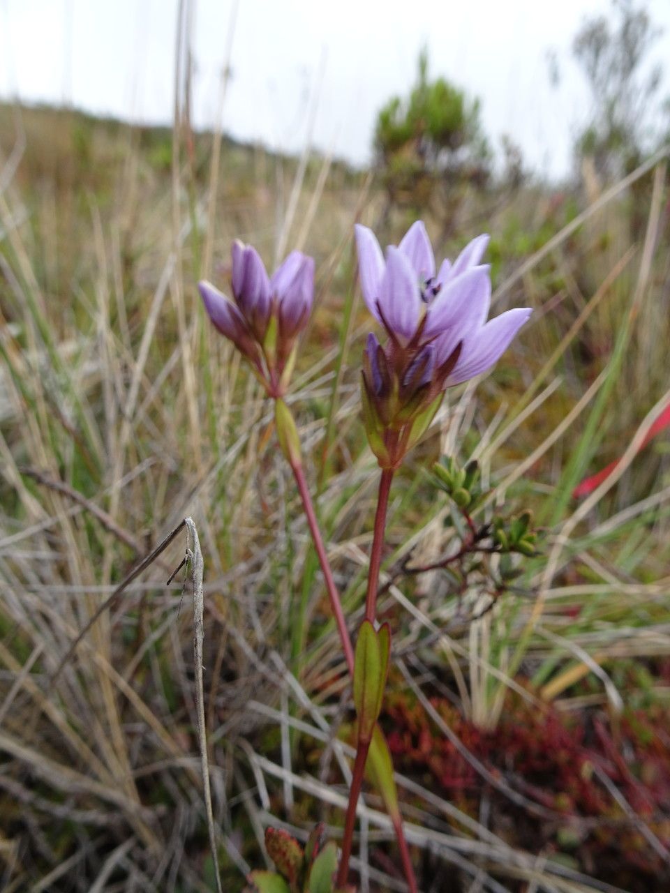 Gentianella corymbosa flower