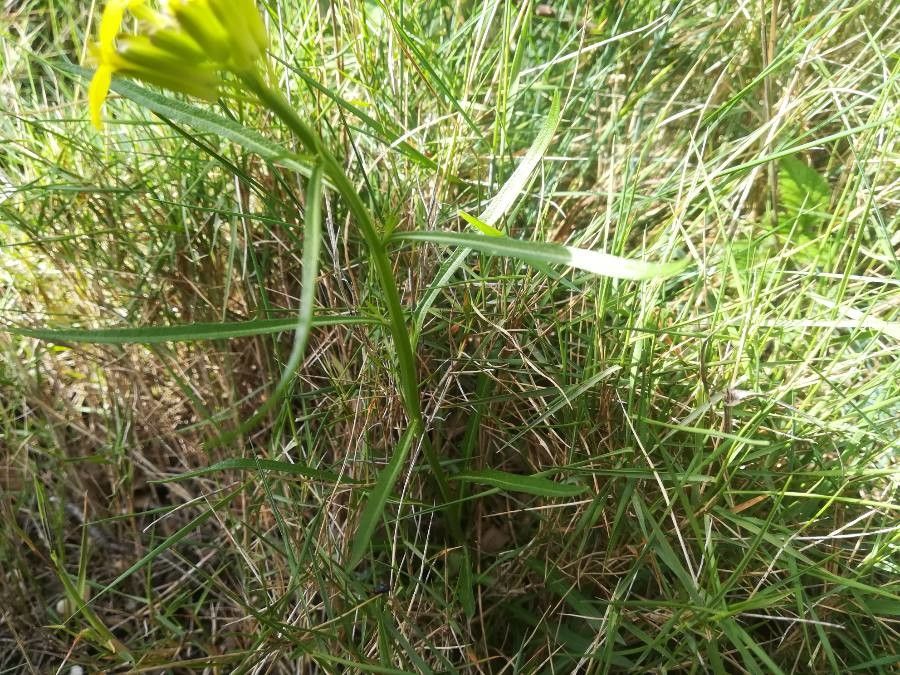 Erysimum nevadense leaf