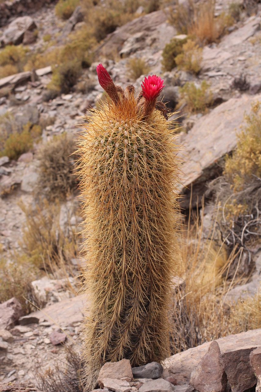 Echinopsis tarijensis flower